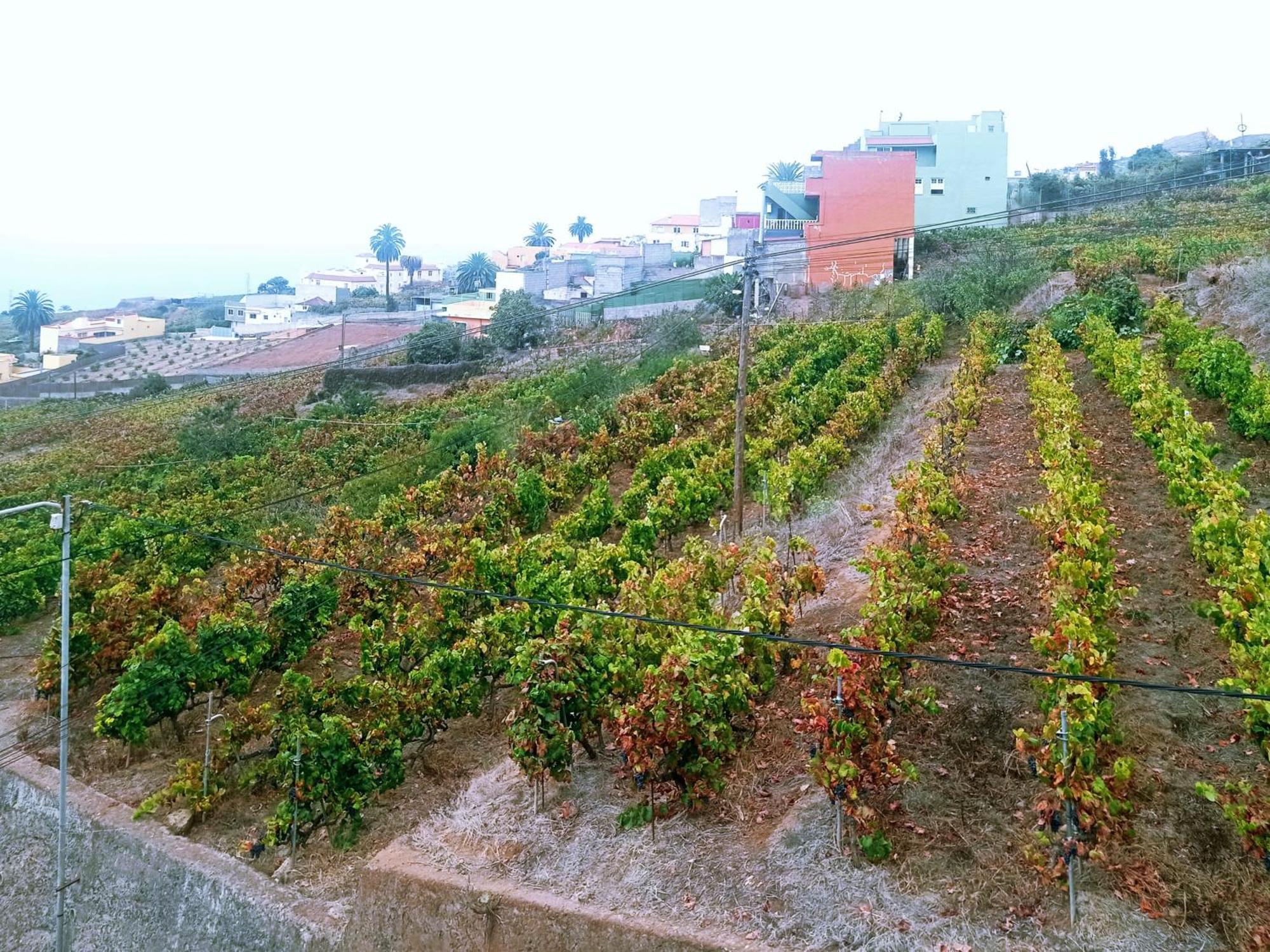 Live La Victoria Carril - Casa Acogedora Y Familiar Con Terraza Completa Villa La Victoria de Acentejo Luaran gambar
